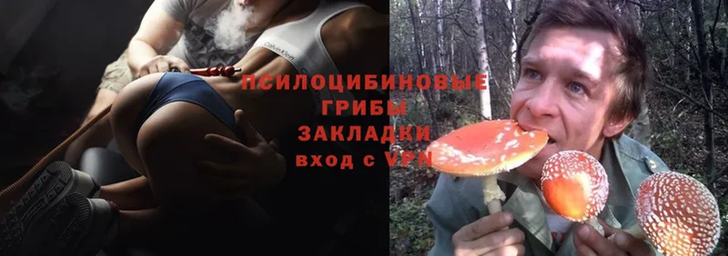 Псилоцибиновые грибы Psilocybe  Горнозаводск 